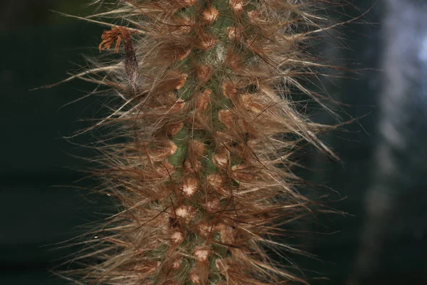 Een Close Shot Van Een Cactus — Stockfoto