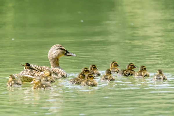 Paisaje Soleado Patos Familia Lago — Foto de Stock