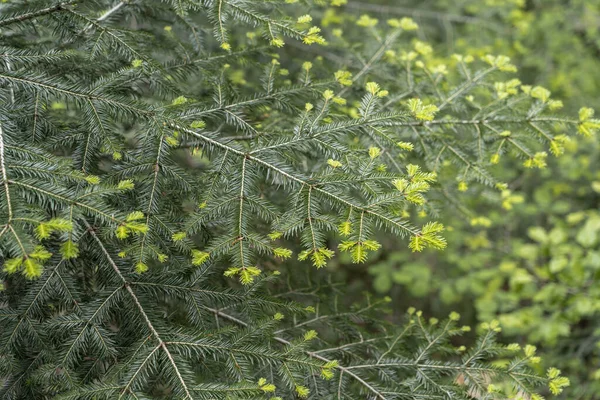 Piękne Ujęcie Wschodnich Igieł Hemlock — Zdjęcie stockowe