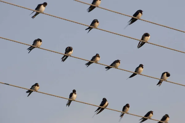 Krásný Záběr Ptáků Usazených Kabelech — Stock fotografie