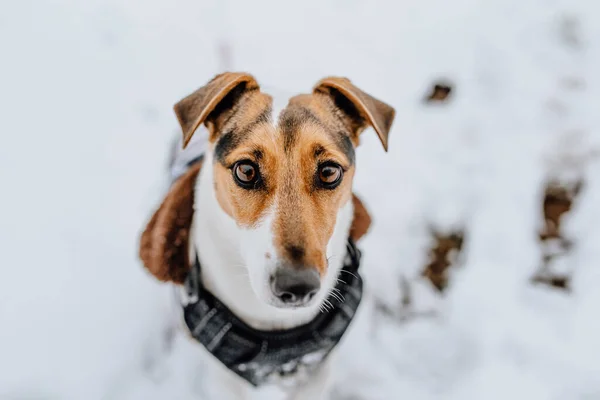 Belo Cão Jack Russell Terrier — Fotografia de Stock