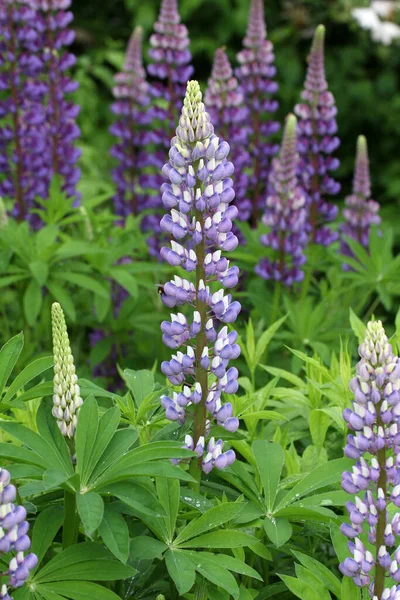 Une Mise Point Sélective Beaux Bonnets Bleus Fleurissant Dans Champ — Photo