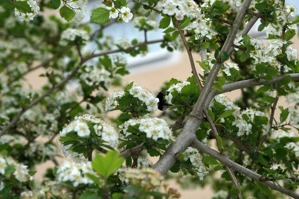 Honeybee Sitting White Blossom Flowers Tree — Stock Photo, Image