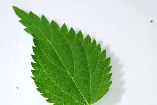 Primer Plano Una Hoja Verde Aislada Sobre Fondo Blanco —  Fotos de Stock