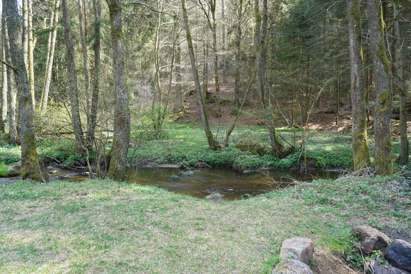 Primo Piano Corso Acqua Nella Foresta Durante Giorno — Foto Stock