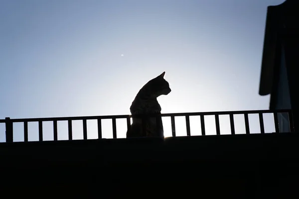Μια Σιλουέτα Μιας Γάτας Μια Γέφυρα — Φωτογραφία Αρχείου