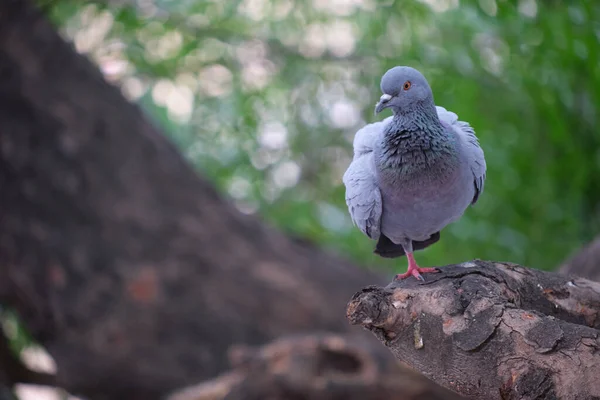 Eine Selektive Fokusaufnahme Einer Entzückenden Taube Auf Einem Baumstamm — Stockfoto