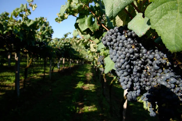 Primer Plano Deliciosas Uvas — Foto de Stock