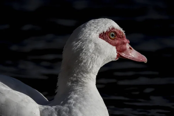 Gros Plan Canard Musqué Dans Étang — Photo