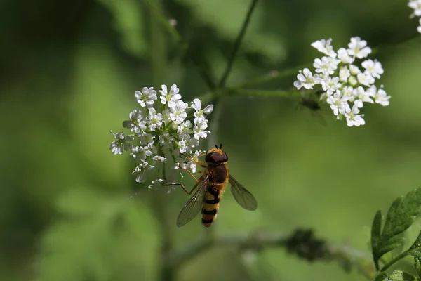 Tiro Seletivo Foco Hoverfly Bonito Uma Flor Branca Floresta — Fotografia de Stock