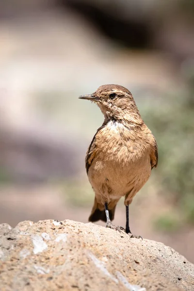 Beautiful Common Nightingale Bird Rock — Stock Photo, Image