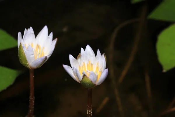 池の中の睡蓮の美しいショット — ストック写真