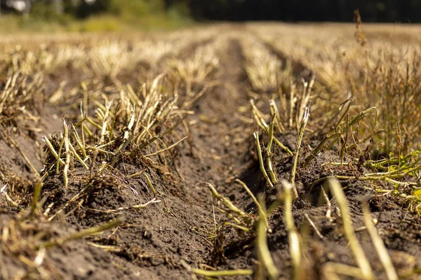 Field Killed Cut Potato Plants Root Vegetable Maturing Ground Ready — Stock Photo, Image