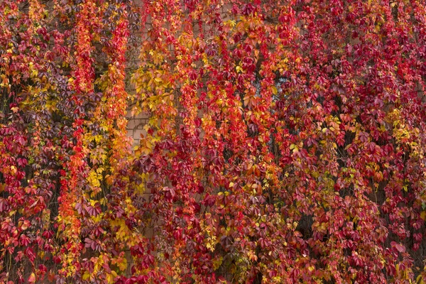 Eine Schleichende Pflanze Wilde Trauben Park — Stockfoto