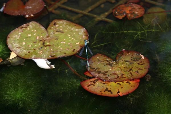 Eine Libelle Fliegt Über Einen Mit Lotusblättern Gefüllten See — Stockfoto