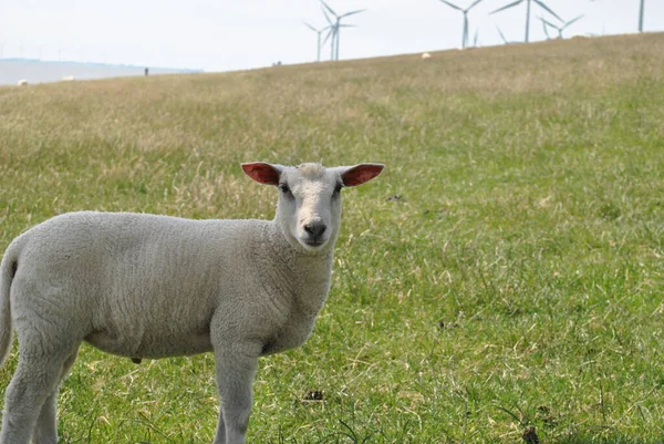 Una Simpatica Capra Bianca Piedi Campo — Foto Stock