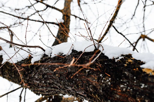 Высокое Дерево Покрытое Снегом Зимой — стоковое фото