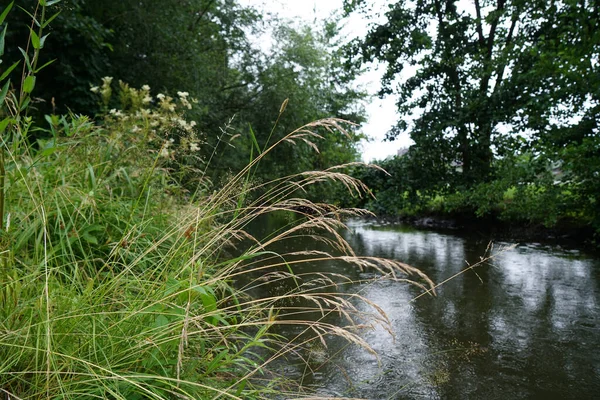 Zölddel Körülvett Folyó — Stock Fotó