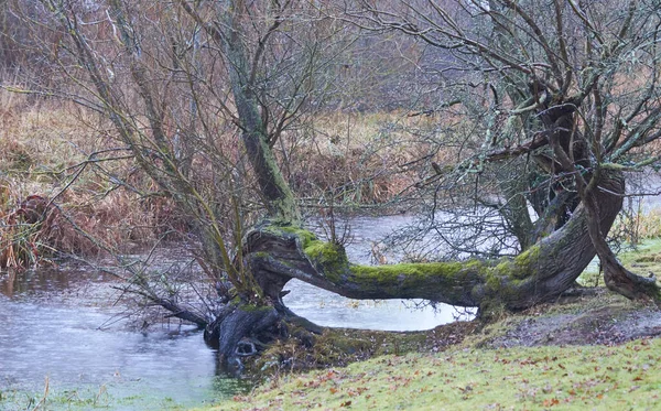 Bild Ett Träd Nära Flod — Stockfoto