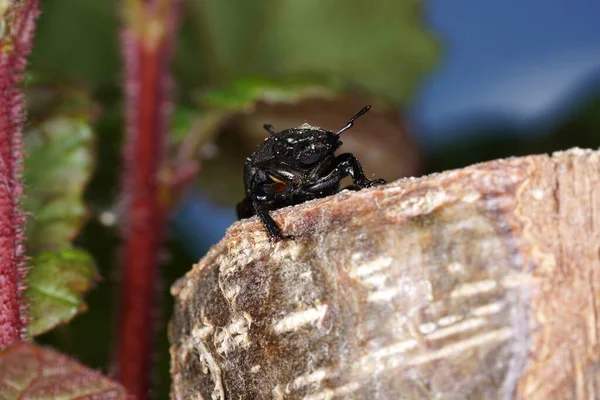 Tiro Perto Besouro Geotrupidae Uma Rocha Besouro Esterco Chato Terra — Fotografia de Stock