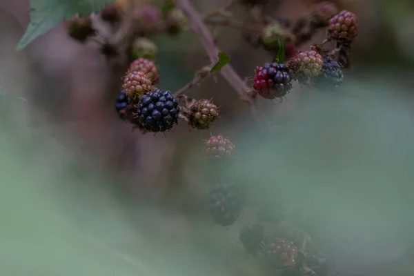 Primer Plano Boysenberries Creciendo Bajo Luz Del Sol —  Fotos de Stock