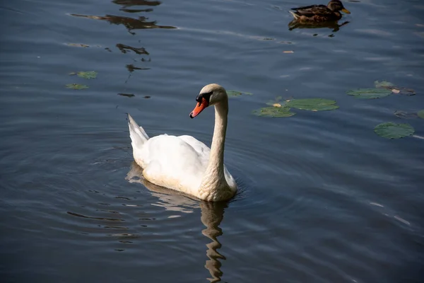 Closeup Beautiful White Swan Pond — Stock Photo, Image