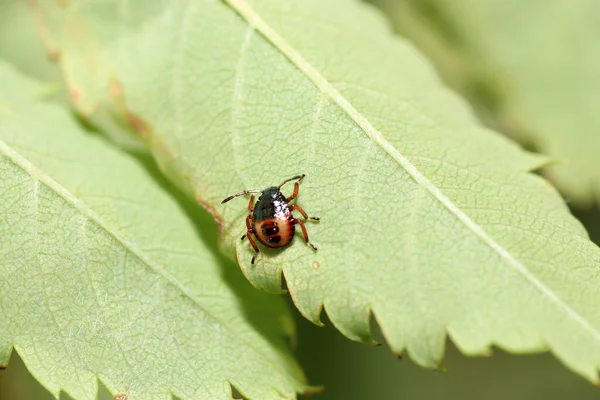 Bug Green Leaf — Stock Photo, Image
