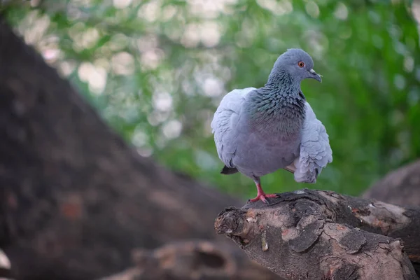 一只可爱的鸽子在树干上的选择性镜头 — 图库照片