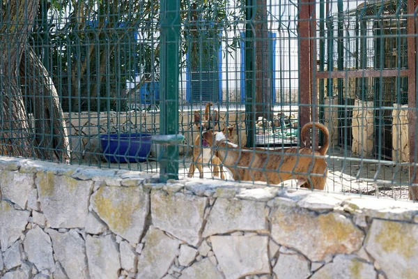 Gündüz Vakti Kafesinde Tasmalı Kırmızı Köpeklerin Yakın Çekimi — Stok fotoğraf