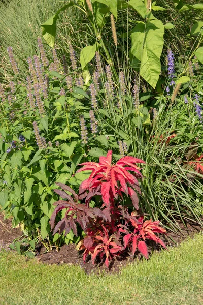 Closeup Amaranthus Tricolor Early Splendor — Stock Photo, Image