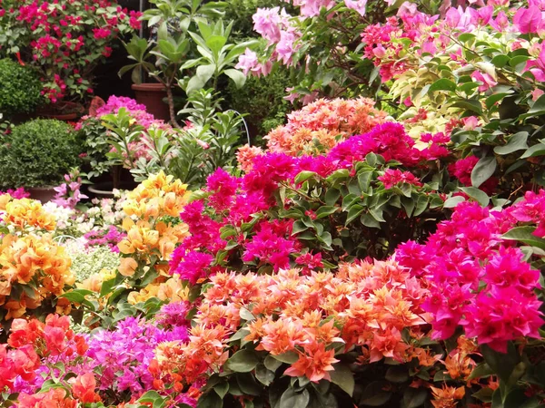 Close Flores Papel Coloridas Com Folhas Verdes Bougainvillea — Fotografia de Stock