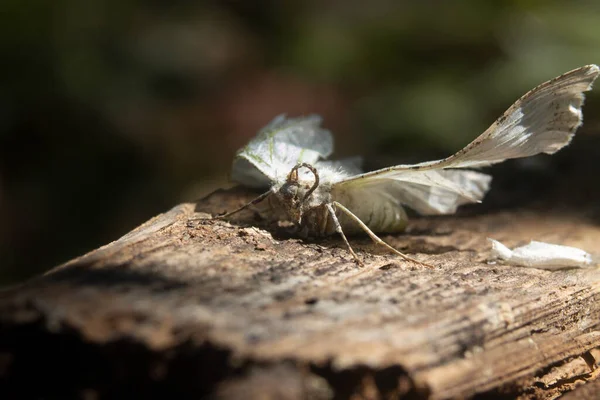 Detailní Záběr Bílého Motýla Dřevěném Povrchu Pod Slunečním Světlem — Stock fotografie