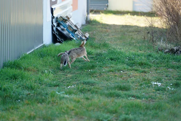 庭で遊んでいる二匹のウサギ — ストック写真