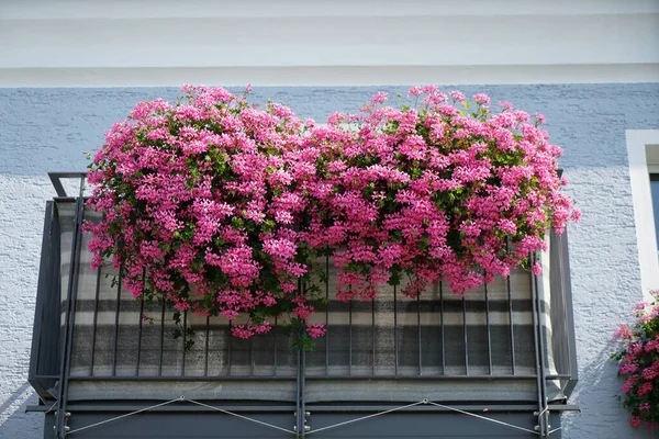 Closeup Low Angle Focus Shot Beautiful Flower Blossom Balcony — Stock Photo, Image