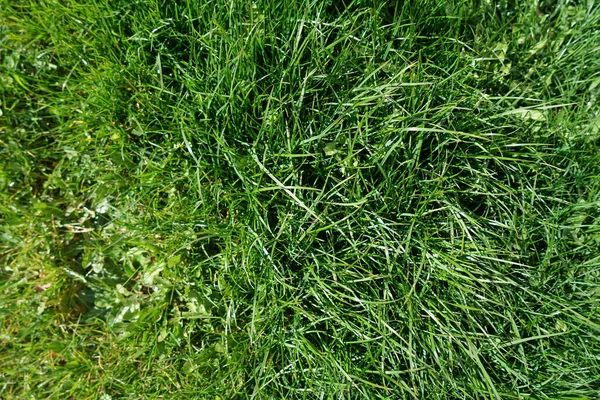 Високий Кут Крупним Планом Знімок Зеленої Трави Вдень — стокове фото