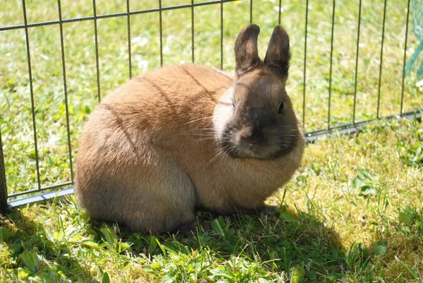 Eine Selektive Nahaufnahme Eines Braunen Kaninchens Der Nähe Des Zauns — Stockfoto