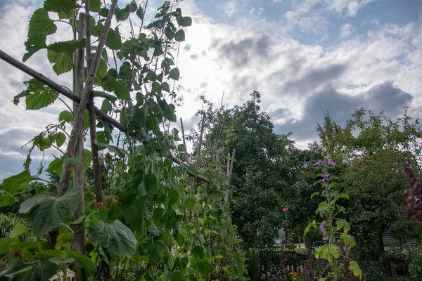 Een Close Van Prachtige Bomen Een Botanische Tuin Park — Stockfoto