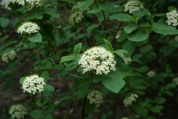 Gros Plan Buisson Aux Fleurs Blanches — Photo