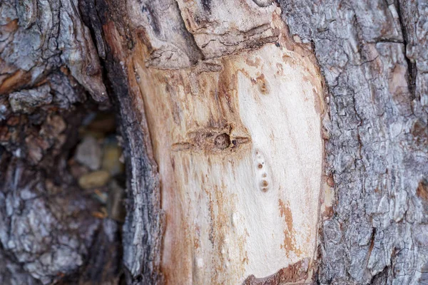 Detailní Makro Snímek Vnitřní Kůry Stromu — Stock fotografie