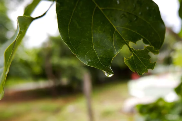 水滴に覆われた緑の葉のクローズアップショット — ストック写真