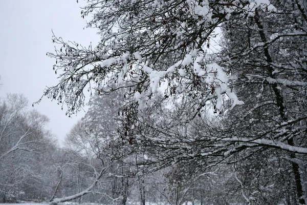 Krásný Záběr Větví Stromů Sněhem Zimě — Stock fotografie