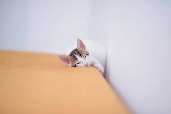 Bulanık Arka Planda Sevimli Bir Kedinin Yakın Plan Fotoğrafı — Stok fotoğraf