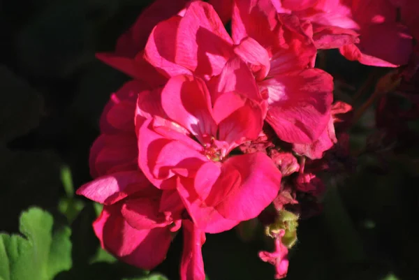 Eine Nahaufnahme Blühender Rosa Efeu Geranienblüten — Stockfoto