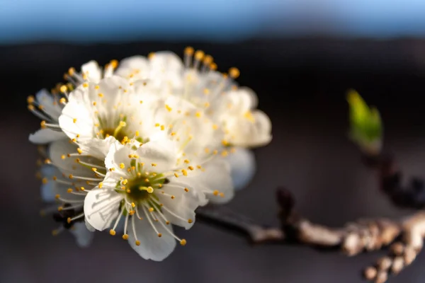Selektivní Zaměření Krásně Rozkvetlých Bílých Květin Stromě — Stock fotografie