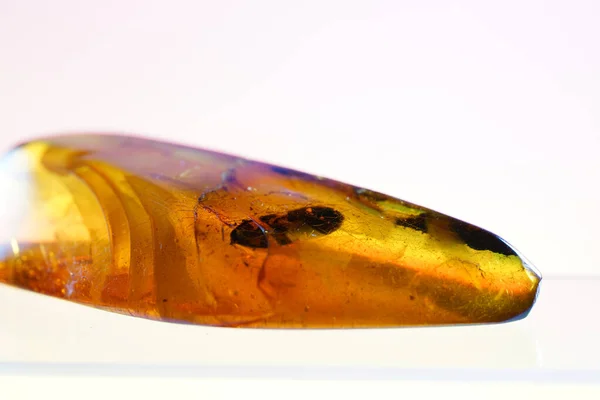 Closeup Shot Amber Insects Trapped — Stock Photo, Image