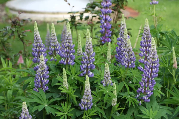 Une Mise Point Sélective Beaux Bluebonnets Sur Terrain — Photo