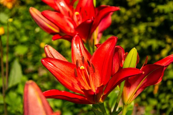 Gyönyörű Vörös Liliom Virágok Közelsége — Stock Fotó