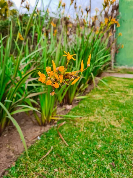 Çiçek Açan Yeşilotlarının Dikey Yakın Çekimi — Stok fotoğraf