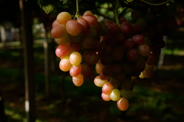 Close Deliciosas Uvas — Fotografia de Stock