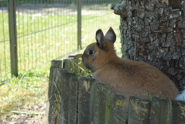 대나무 토끼의 — 스톡 사진